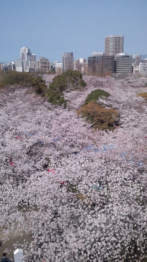 ２０１４桜.jpg